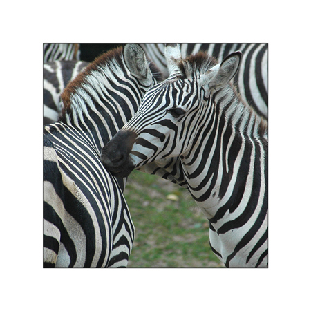 Zebra